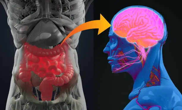 psicobiotica intestino secondo cervello
