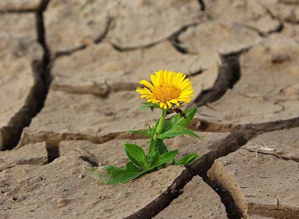 persona resiliente - un fiore nel deserto