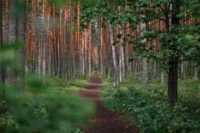 eco ansia ecoansia solastalgia