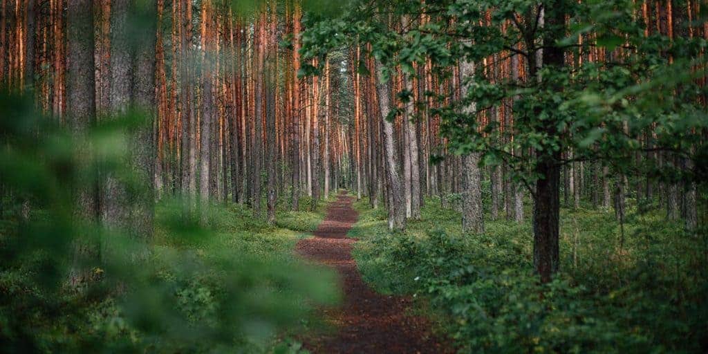 eco ansia ecoansia solastalgia