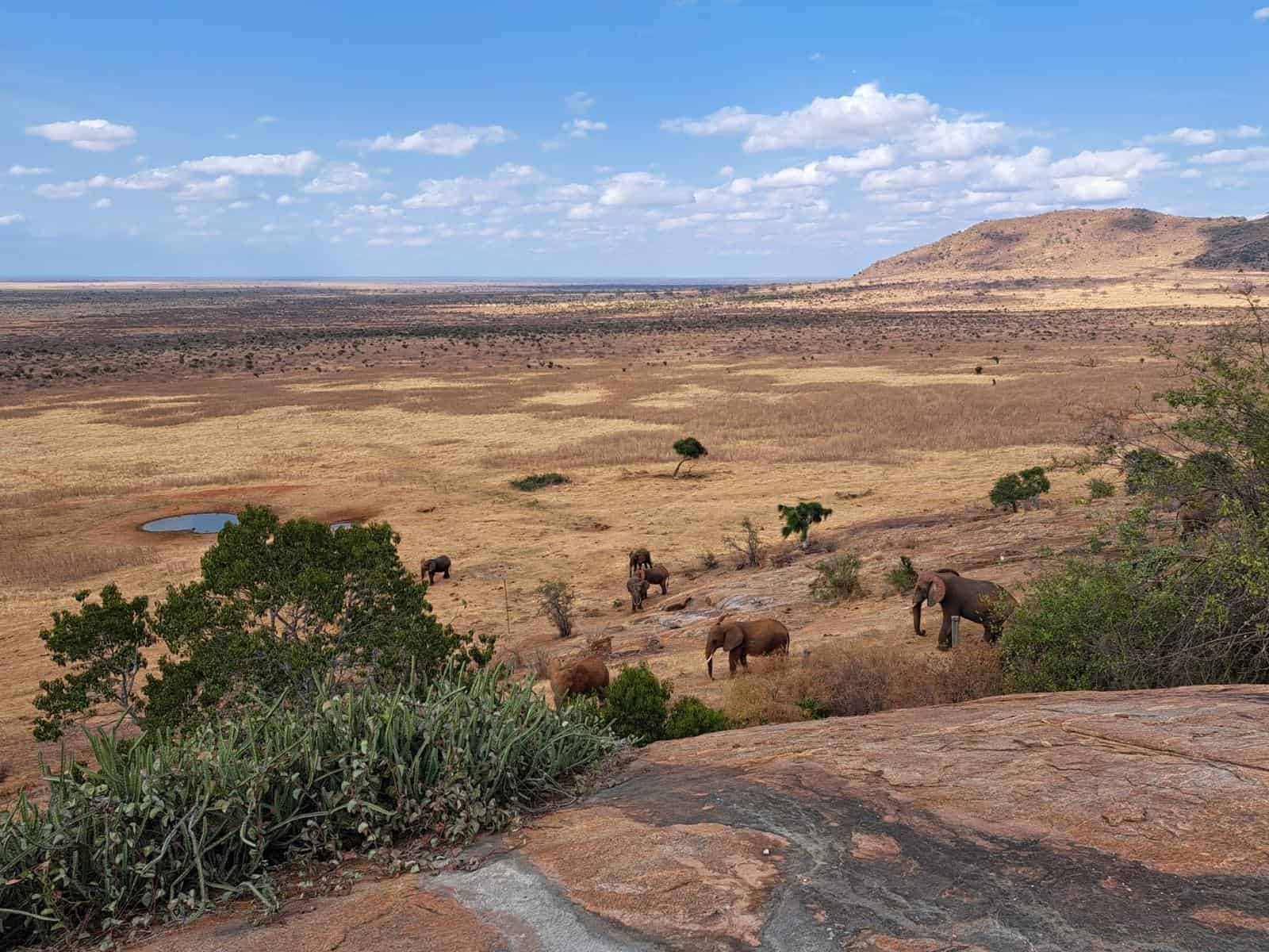 mal d'africa