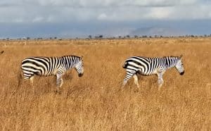 nostalgia africa